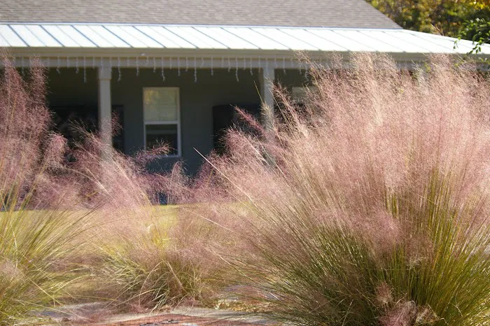 Campground at James Island County Park Picture 9