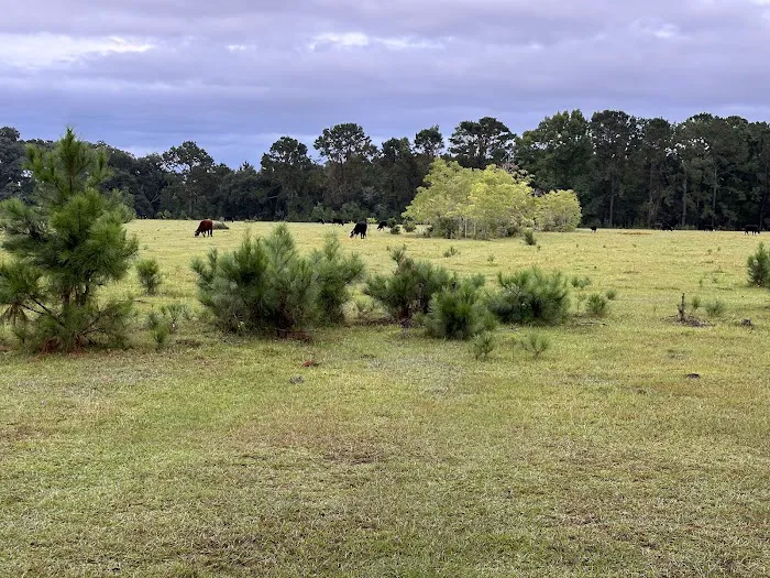Hanscombe Point Primitive camp ground Picture 1