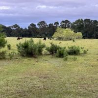 Hanscombe Point Primitive camp ground ico