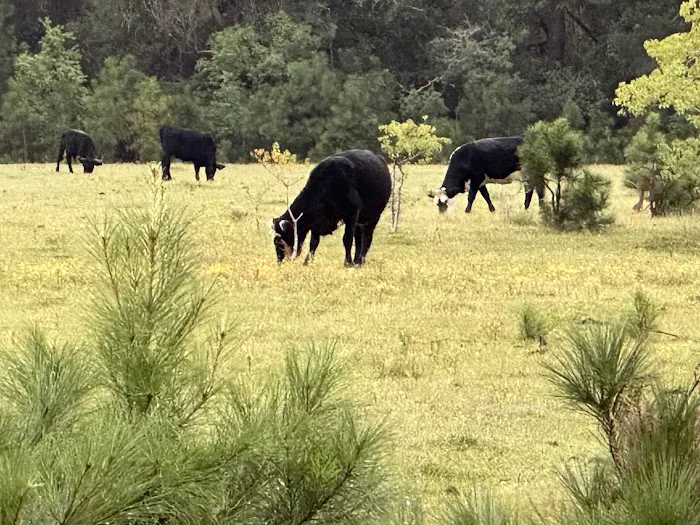 Hanscombe Point Primitive camp ground Picture 10