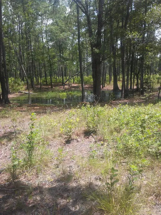 Harleson Dam Campsite Picture 1