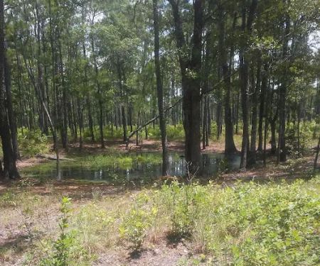Harleson Dam Campsite