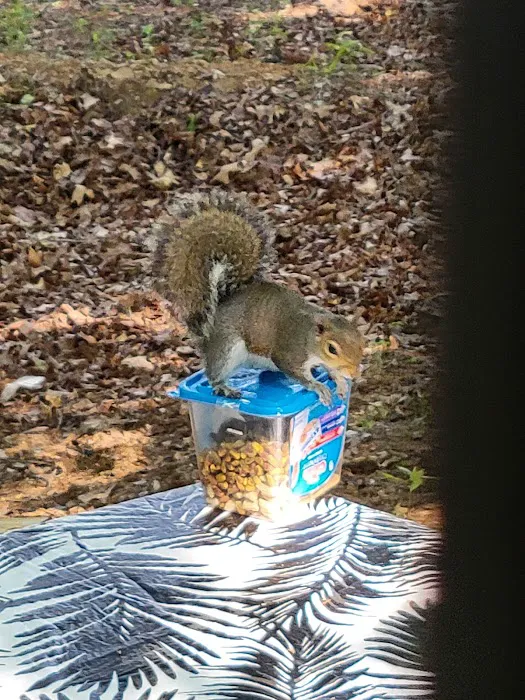 Campsite 19 Picture 2