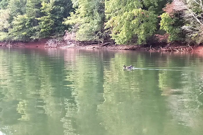 Ga Mountain Campground Picture 9