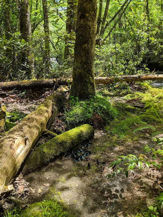 Backcountry Campsite #56 Picture 2