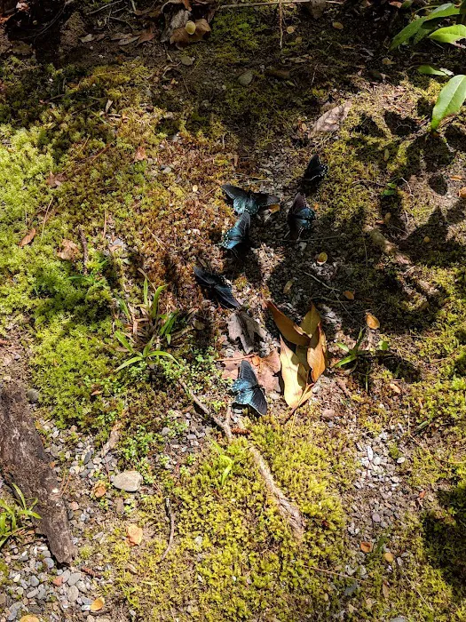 Backcountry Campsite #56 Picture 7