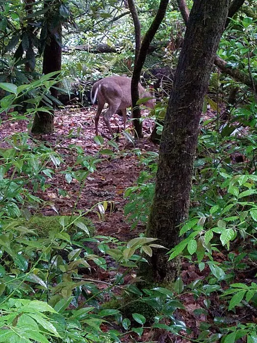 Backcountry Camp 59 Picture 8