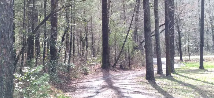 Huskins Branch Campground Picture 5