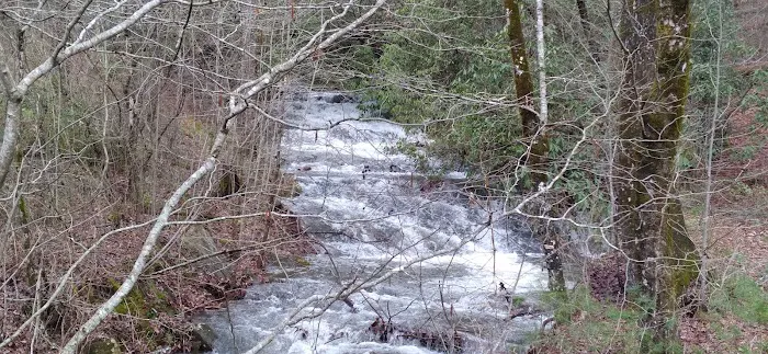 Huskins Branch Campground Picture 10