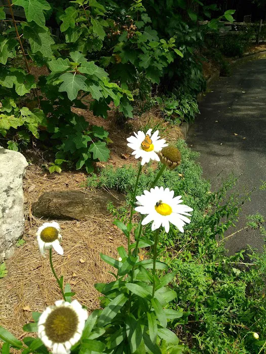 Appalachian RV Park and Campground Picture 9