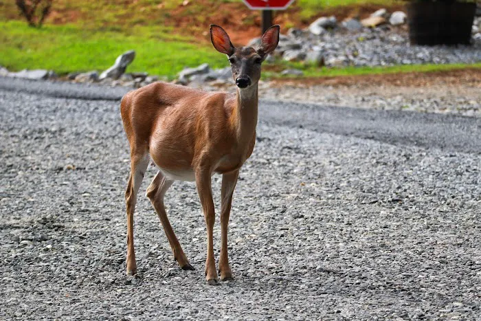 Long Ridge Campground Picture 3