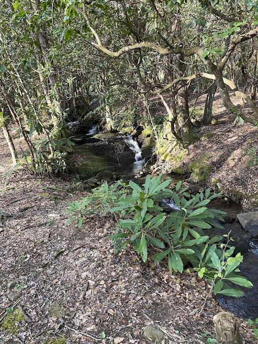 Kevin Ford Campsite Picture 1