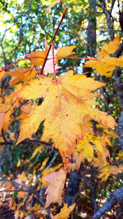 Cradle of Forestry In Amer I Picture 5