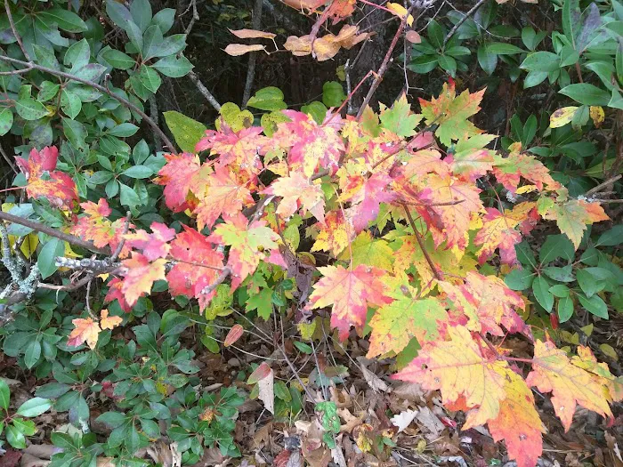 Cradle of Forestry In Amer I Picture 2