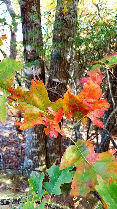 Cradle of Forestry In Amer I Picture 8