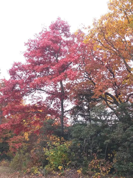 Cradle of Forestry In Amer I Picture 1