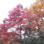 Cradle of Forestry In Amer I