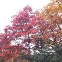 Cradle of Forestry In Amer I ico