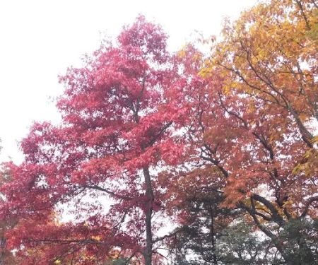 Cradle of Forestry In Amer I