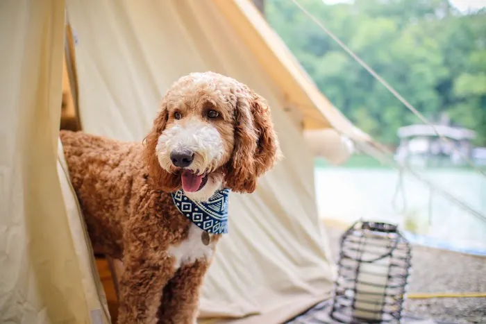 Timberline Glamping at Unicoi State Park Picture 6