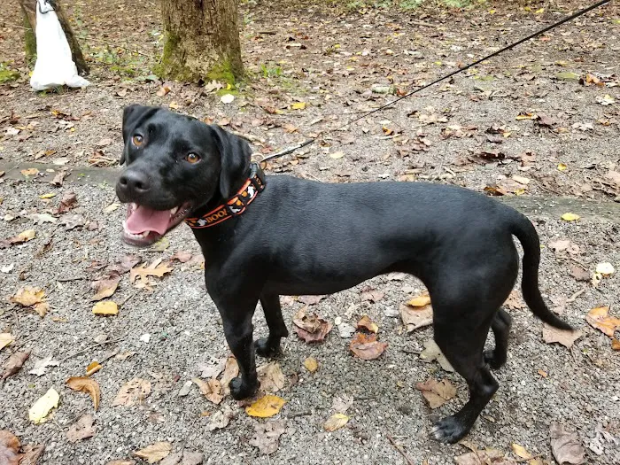 Andrews Cove Campground Picture 6