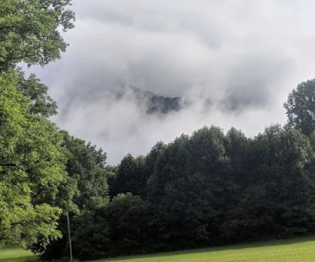 Orchard Cove Stables