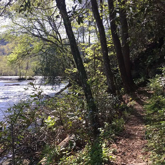 Cherokee National Forest Citico Creek Campsite 3 Picture 5