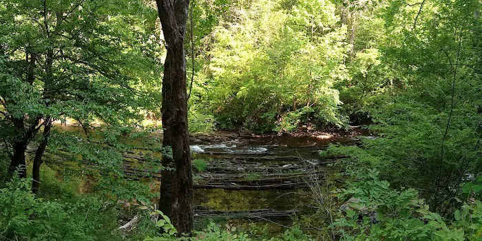 Young Branch Campground Picture 4