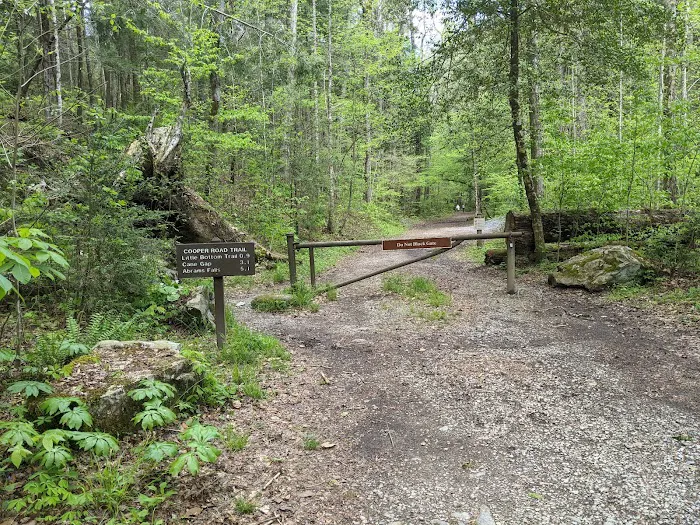 Abrams Creek Campground Picture 6