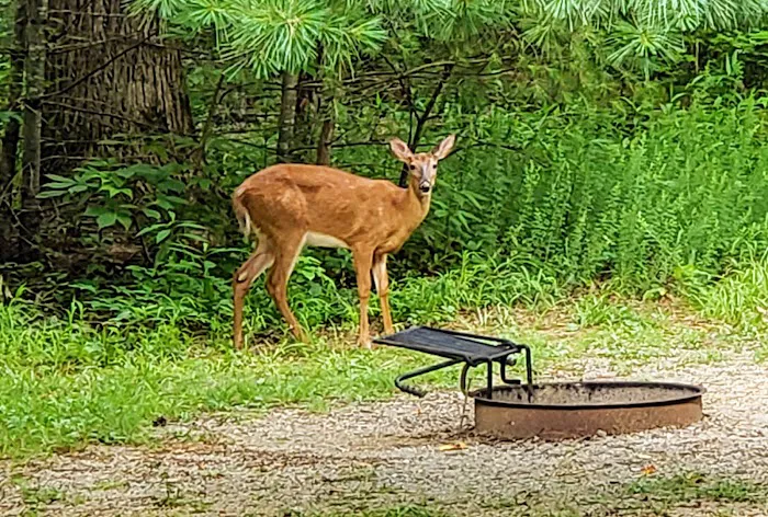 Cades Cove Campground Picture 4
