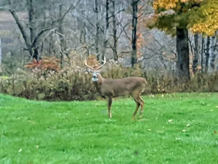 Smoker Holler RV Resort Picture 2