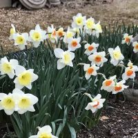 Abundant Views Cabin Hearthside ico
