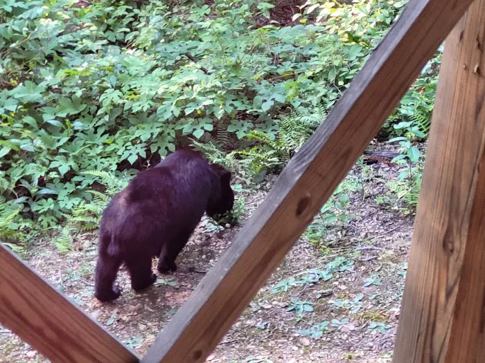 2 Lovin Bears Picture 6
