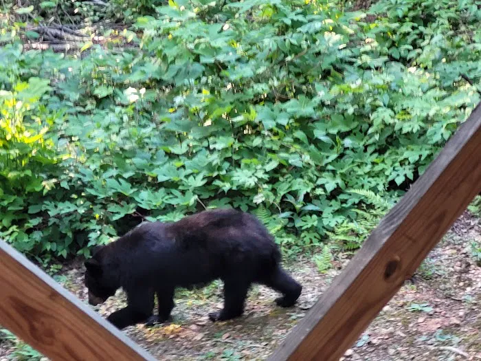 2 Lovin Bears Picture 10