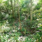 Backcountry Campsite #32