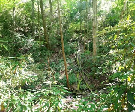 Backcountry Campsite #32