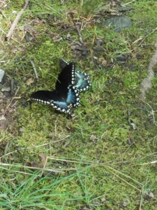 Backcountry Campsite #32 Picture 5