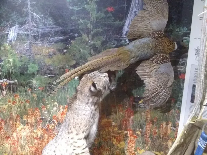 Cadillac Woods Campground Picture 8