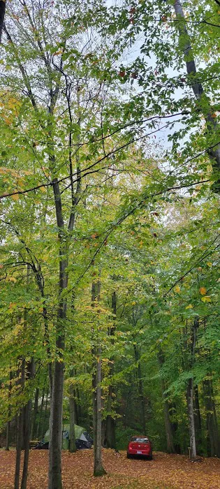 Cadillac Woods Campground Picture 10