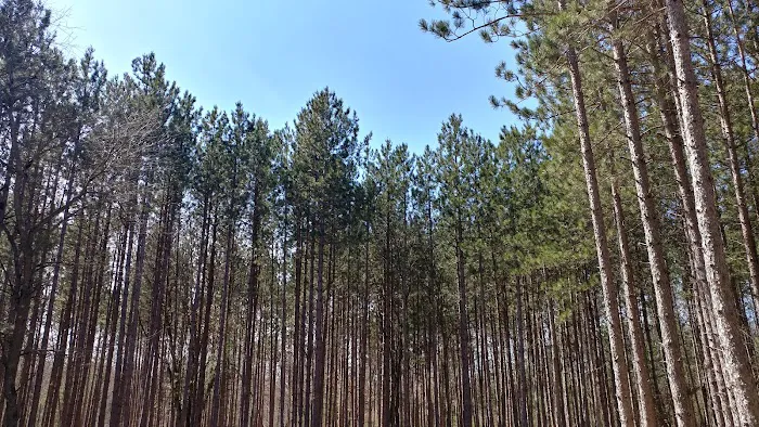 Carrieville State Forest Campground Picture 4