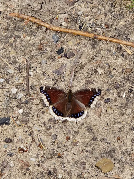 Silver Creek Campground Picture 6