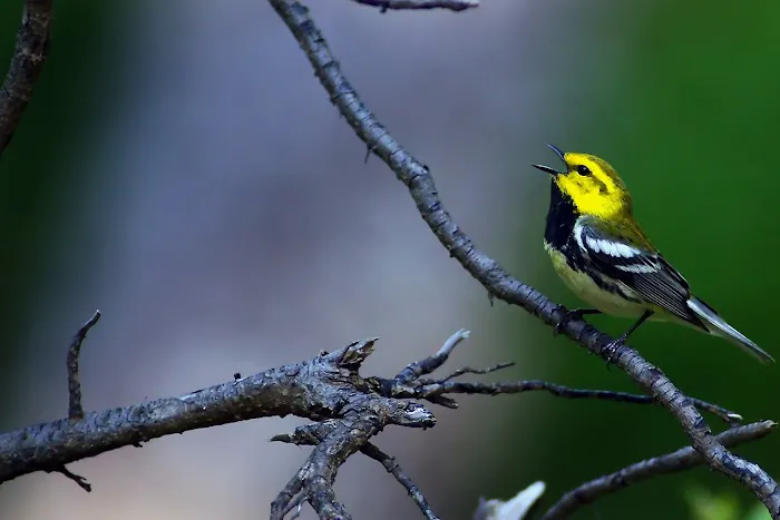 Allie Acres Cabins Picture 4