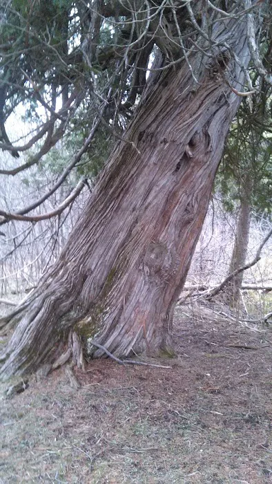 River Dune Campground Picture 4