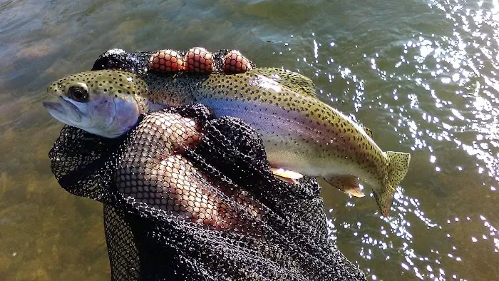 Au Sable Loop Campground and Day Use Area Picture 7