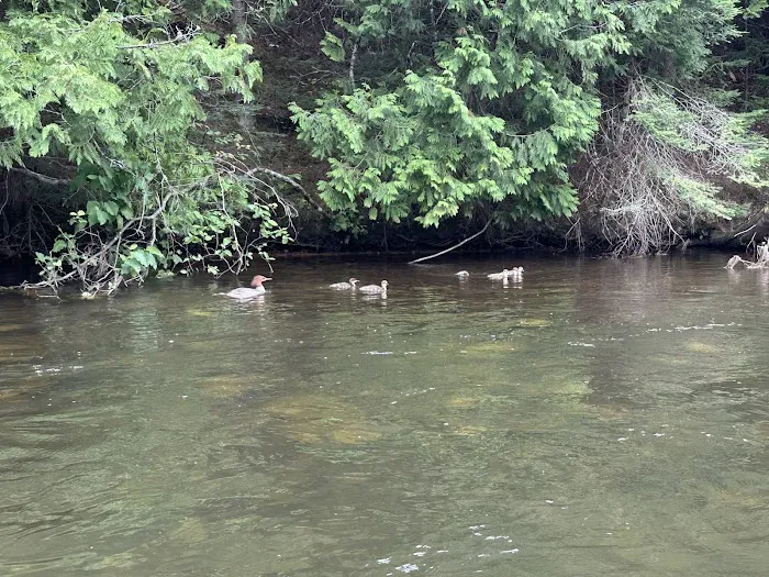 Au Sable Loop Campground and Day Use Area Picture 6
