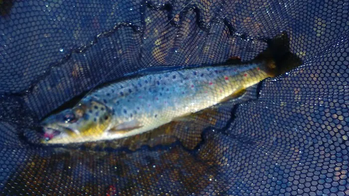 Au Sable Loop Campground and Day Use Area Picture 10