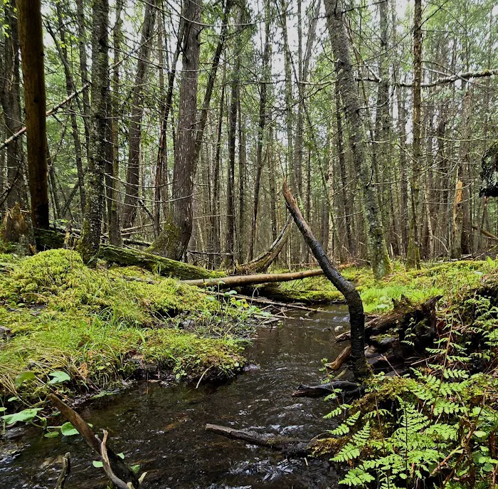 Meadow Springs Campground Picture 3