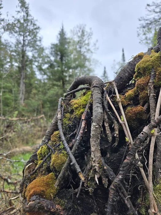 Meadow Springs Campground Picture 9