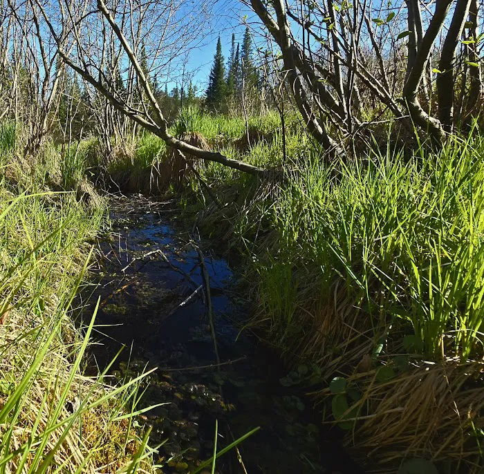 Meadow Springs Campground Picture 10