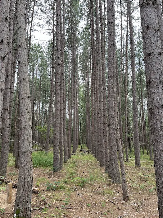 Mio Pond State Forest Campground circle camp Picture 9